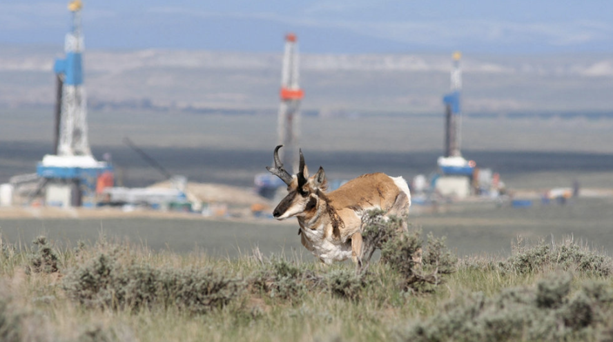 wildlife fracking deer running
